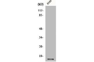 Western Blot analysis of A549 cells using COX4 Polyclonal Antibody (COX IV antibody  (N-Term))