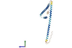 AlphaFold protein structure predicition of Mouse Recombinant Fgfr1op2 Protein, UniprotID Q9CRA9