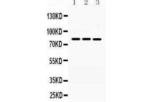 Western Blotting (WB) image for anti-Menage A Trois Homolog 1, Cyclin H Assembly Factor (Xenopus Laevis) (MNAT1) (AA 92-278) antibody (ABIN3043583) (MNAT1 antibody  (AA 92-278))