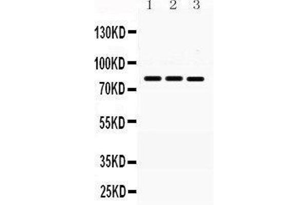 MNAT1 anticorps  (AA 92-278)