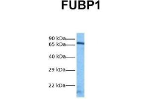 Host:  Rabbit  Target Name:  FUBP1  Sample Tissue:  Human HepG2  Antibody Dilution:  1. (FUBP1 antibody  (N-Term))