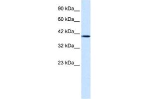 Western Blotting (WB) image for anti-Nucleobindin 2 (NUCB2) antibody (ABIN2461368) (NUCB2 antibody)