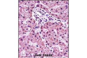 HIST1H1E Antibody (N-term) (ABIN657633 and ABIN2846629) immunohistochemistry analysis in formalin fixed and paraffin embedded human liver tissue followed by peroxidase conjugation of the secondary antibody and DAB staining. (HIST1H1E antibody  (N-Term))