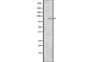 Western blot analysis of Phospho-RSK2 (Tyr529) using HT-29 whole cell lysates (RPS6KA3 antibody  (pTyr529))