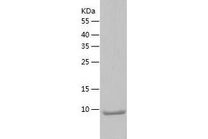 Western Blotting (WB) image for Trefoil Factor 2 (TFF2) (AA 23-129) protein (His tag) (ABIN7125491) (Trefoil Factor 2 Protein (TFF2) (AA 23-129) (His tag))