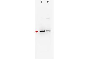 Image no. 1 for anti-F-Box and WD Repeat Domain Containing 11 (FBXW11) (N-Term) antibody (ABIN401257) (FBXW11 antibody  (N-Term))