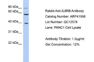 Host: Rabbit Target Name: IL8RB Sample Tissue: Human PANC1 Whole Cell Antibody Dilution: 1ug/ml (CXCR2 antibody  (N-Term))