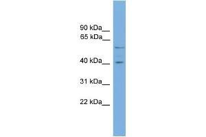 WB Suggested Anti-EDIL3 Antibody Titration: 0.