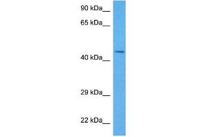 Host:  Rabbit  Target Name:  SERPINE1  Sample Tissue:  Mouse Skeletal Muscle  Antibody Dilution:  1ug/ml (PAI1 antibody  (N-Term))