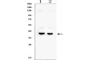 Western blot analysis of DMRT1 using anti-DMRT1 antibody (ABIN3043450).