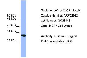 WB Suggested Anti-C1orf216  Antibody Titration: 0. (C1ORF216 antibody  (N-Term))