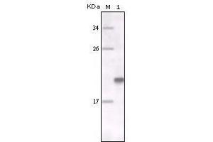 Western Blot showing MER antibody used against full-length MER recombinant protein. (MERTK antibody)
