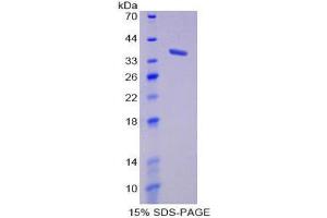SDS-PAGE (SDS) image for Induced Myeloid Leukemia Cell Differentiation Protein Mcl-1 (MCL1) (AA 2-307) protein (His tag) (ABIN2125983) (MCL-1 Protein (AA 2-307) (His tag))