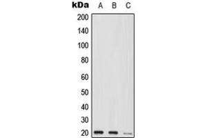 Western blot analysis of MED9 expression in HEK293T (A), Raw264. (MED9 antibody  (C-Term))