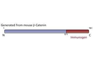 Image no. 3 for anti-Catenin, beta (CATNB) (AA 571-781) antibody (ABIN967785) (beta Catenin antibody  (AA 571-781))