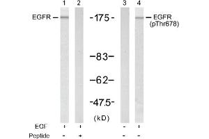 Image no. 1 for anti-Epidermal Growth Factor Receptor (EGFR) (Thr678) antibody (ABIN197413) (EGFR antibody  (Thr678))