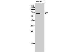 Western Blotting (WB) image for anti-Malic Enzyme 3, NADP(+)-Dependent, Mitochondrial (ME3) (C-Term) antibody (ABIN3185506) (ME3 antibody  (C-Term))