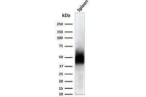 Western Blot Analysis of Spleen tissue lysate using CD63 Mouse Monoclonal Antibody (LAMP3/2788). (CD63 antibody  (AA 100-197))