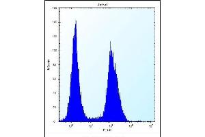 ASS1 Antibody (C-term) (ABIN656537 and ABIN2845801) flow cytometric analysis of Jurkat cells (right histogram) compared to a negative control cell (left histogram). (ASS1 antibody  (C-Term))