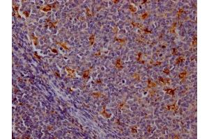 IHC image of ABIN7127386 diluted at 1:100 and staining in paraffin-embedded human tonsil tissue performed on a Leica BondTM system. (Recombinant Cathepsin S antibody)