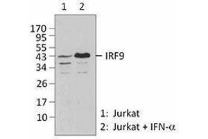 Western Blotting (WB) image for anti-Interferon Regulatory Factor 9 (IRF9) antibody (ABIN2666230) (IRF9 antibody)