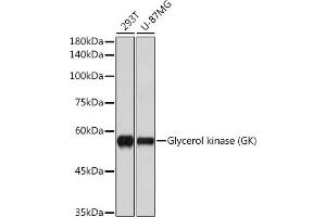 Western blot analysis of extracts of various cell lines, using Glycerol kinase (GK) (GK) antibody (ABIN7267457) at 1:1000 dilution.