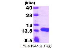 Image no. 1 for ATPase Inhibitory Factor 1 (ATPIF1) protein (His tag) (ABIN1098337) (ATPase Inhibitory Factor 1 Protein (ATPIF1) (His tag))