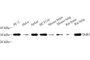 Western blot analysis of DCR3 (ABIN7076071) at dilution of 1: 500