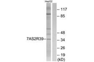 Western blot analysis of extracts from HepG2 cells, using TAS2R39 Antibody. (TAS2R39 antibody  (AA 218-267))