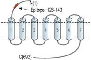 anti-Follicle Stimulating Hormone Receptor (FSHR) (AA 128-140), (Extracellular), (N-Term) antibody