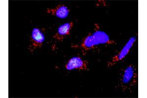 Proximity Ligation Analysis of protein-protein interactions between OCLN and CSNK1E. (Occludin antibody  (AA 1-522))