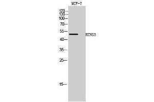 Western Blotting (WB) image for anti-Potassium Voltage-Gated Channel, Subfamily G, Member 3 (KCNG3) (Internal Region) antibody (ABIN3185283) (KCNG3 antibody  (Internal Region))