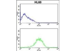 PSMB9 Antibody (C-term) (ABIN652496 and ABIN2842334) flow cytometric analysis of HL60 cells (bottom histogram) compared to a negative control cell (top histogram). (PSMB9 antibody  (C-Term))