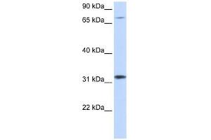 ZNF799 antibody used at 1.
