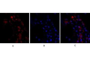 Immunofluorescence analysis of human lung tissue. (ERK1/2 antibody  (AA 300-380))
