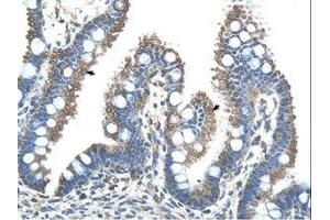 Image no. 1 for anti-Ring Finger Protein 121 (RNF121) (AA 101-150) antibody (ABIN203520) (RNF121 antibody  (AA 101-150))