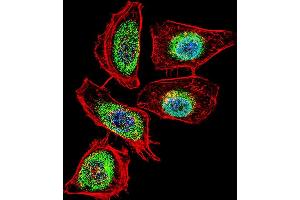 Fluorescent confocal image of Hela cell stained with ENOA Antibody (N-term) (ABIN389406 and ABIN2839494). (ENO1 antibody  (N-Term))