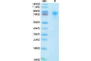 Human LILRA1 on Tris-Bis PAGE under reduced condition. (LILRA1 Protein (AA 17-461) (His-Avi Tag))