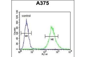 ZCCHC17 Antibody (Center) (ABIN654970 and ABIN2844608) flow cytometric analysis of  cells (right histogram) compared to a negative control cell (left histogram). (ZCCHC17 antibody  (AA 159-187))