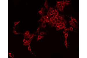 ABIN6275903 staining HepG2 by IF/ICC. (Follistatin antibody  (Internal Region))