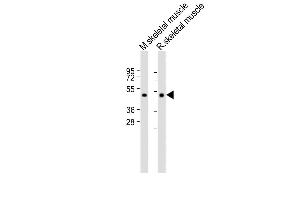 All lanes : Anti-HYAL4 Antibody (Center) at 1:2000 dilution Lane 1: Mouse skeletal muscle lysate Lane 2: Rat skeletal muscle lysate Lysates/proteins at 20 μg per lane. (HYAL4 antibody  (AA 143-172))