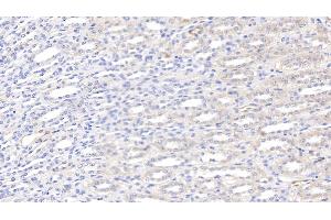 Detection of LEP in Canine Kidney Tissue using Polyclonal Antibody to Leptin (LEP) (Leptin antibody  (AA 22-167))