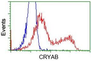 Image no. 3 for anti-Crystallin, alpha B (CRYAB) antibody (ABIN1497646) (CRYAB antibody)