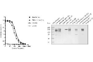 Image no. 1 for anti-Vitellogenin (VTG) antibody (ABIN123820) (Vitellogenin antibody)