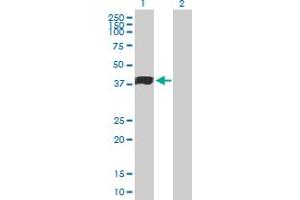 Western Blot analysis of MFGE8 expression in transfected 293T cell line by MFGE8 MaxPab polyclonal antibody. (MFGE8 antibody  (AA 1-387))