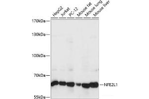 Western blot analysis of extracts of various cell lines using NFE2L1 Polyclonal Antibody at dilution of 1:1000. (NFE2L1 antibody)