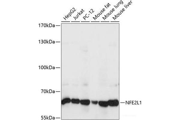 NFE2L1 抗体