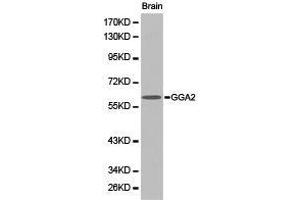 Western Blotting (WB) image for anti-Golgi-Associated, gamma Adaptin Ear Containing, ARF Binding Protein 2 (GGA2) antibody (ABIN1872807)