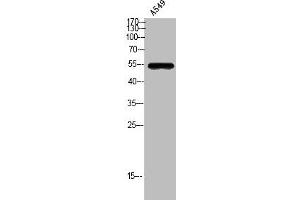 GPR172A antibody  (Internal Region)