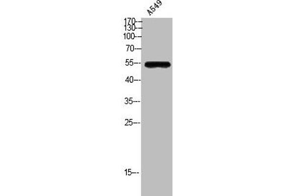 GPR172A antibody  (Internal Region)
